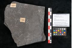 Foto (Objekt + Etikett) von Senftenbergia crenata Lindl. et H. (NHMW-GEO-2024-0188-10941)